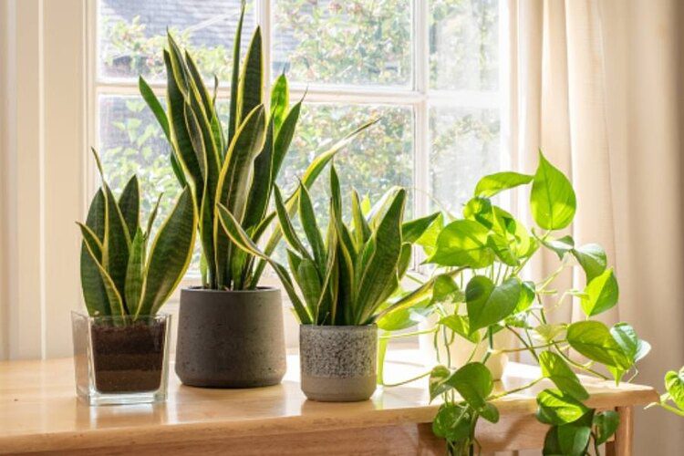 Do Snake Plants Need Drainage Holes? Main Reasons With Detailed Explains