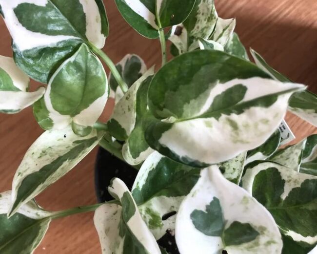 Glacier Pothos