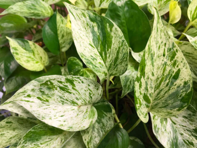 Golden Pothos