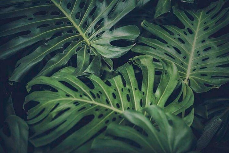 Helpful Guides On Growing Monstera In Water [Update In 2023]