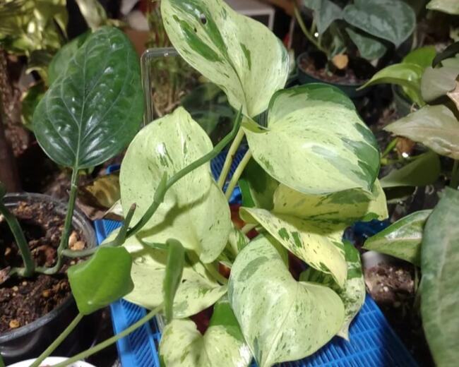 Harlequin Pothos