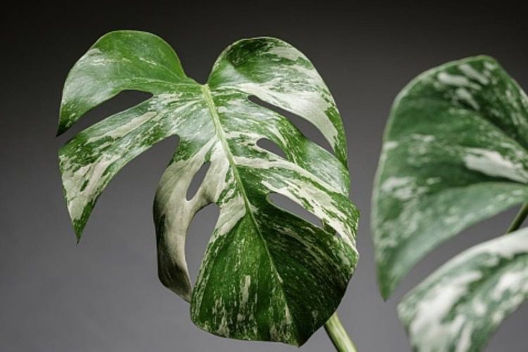 How To Remove Black Spots On Monstera And The Top Causes