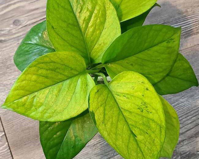 Jessenia Pothos