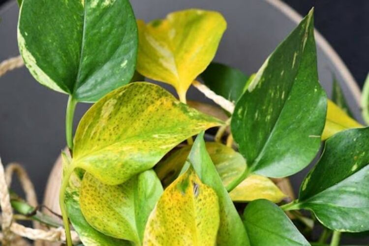 Marble Queen Pothos Yellow Leaves: 9 Simple Ways to Fix Them