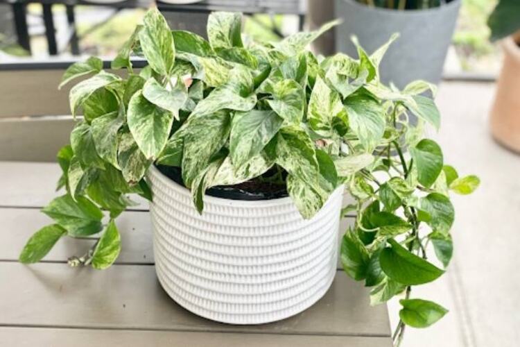 Marble Queen Pothos – The Ultimate Care Guide