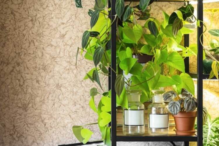 Neon Pothos: The Easy Guide To Plants With Outstanding Color