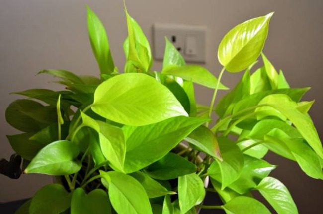 Neon Pothos