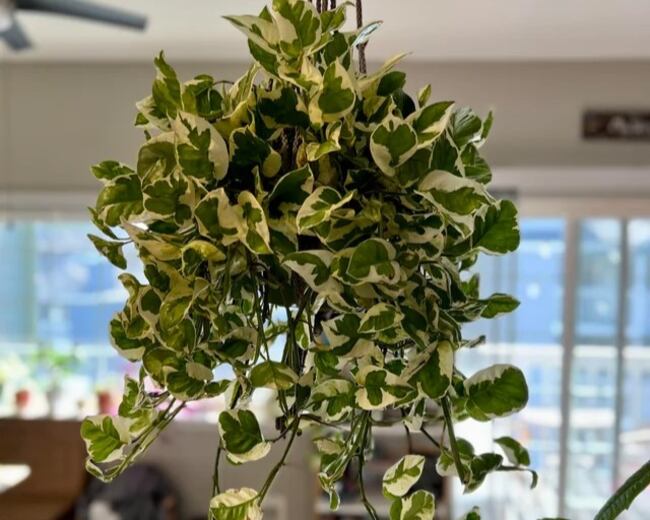 Pearls and Jade Pothos