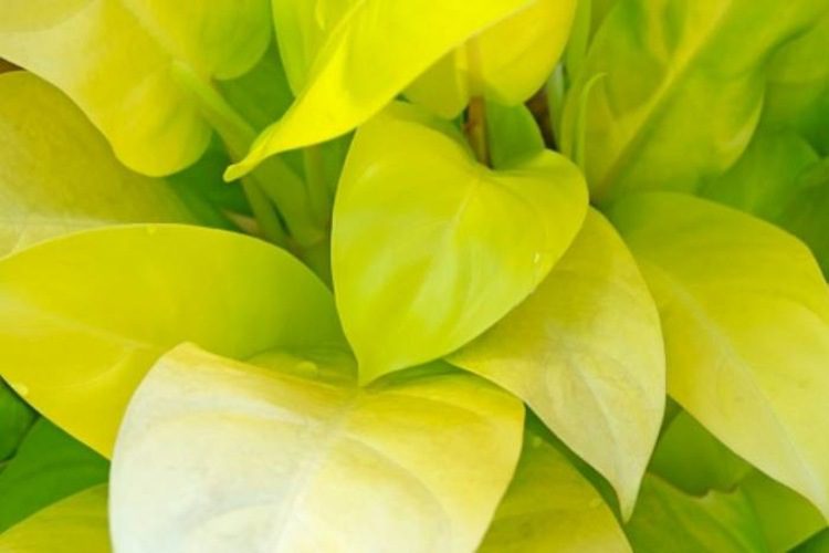 Lemon Lime Philodendron vs Neon Pothos (Key Differences)