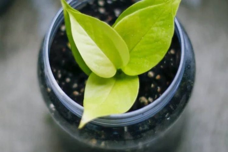 How to Propagate Neon Pothos? Let's Find Out!