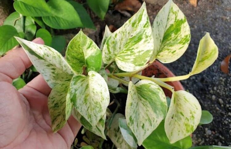 Marble Queen plant requires warm weather; low temperatures may cause yellowing leaves.