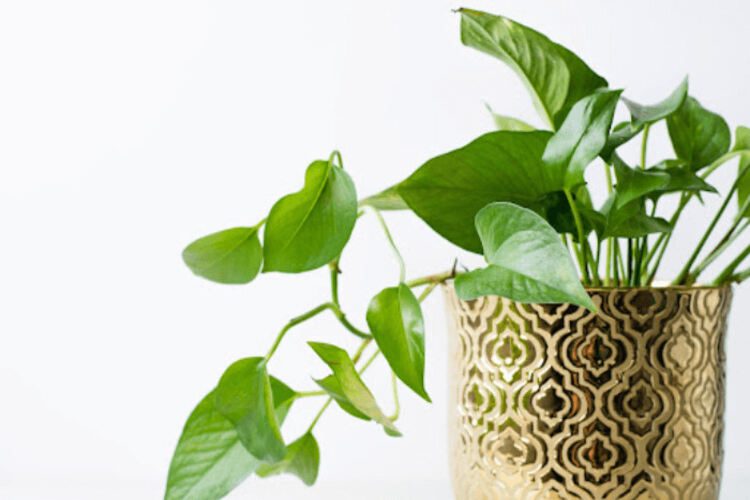 16 Types of Pothos You Will Love to Grow