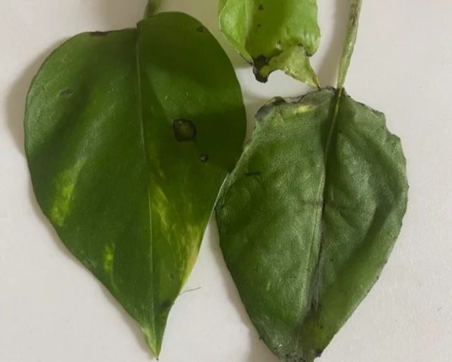 Trimming and watering regularly