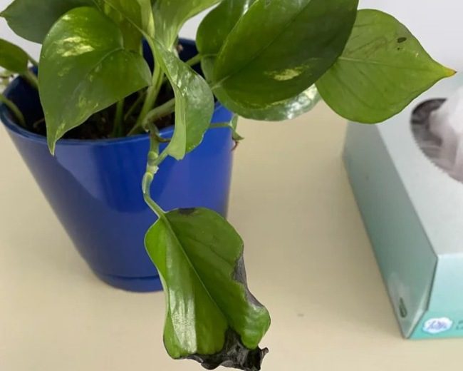 Pothos leaves turning black after yellowing signs shown