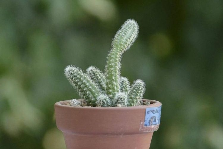 Why Is My Cactus Turning Black? 7 Reasons & How To Fix It