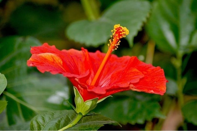 8 Reasons Why Hibiscus Not Blooming & Some Useful Tips To Make It Bloom