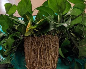 Root Bound Pothos Troubleshooting: Tips For Beginners