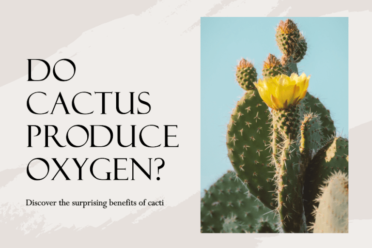 Do Cactus Produce Oxygen? Scientists Answer
