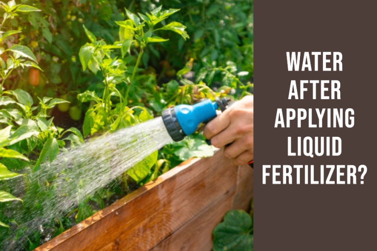 Should I Water After Applying Liquid Fertilizer?