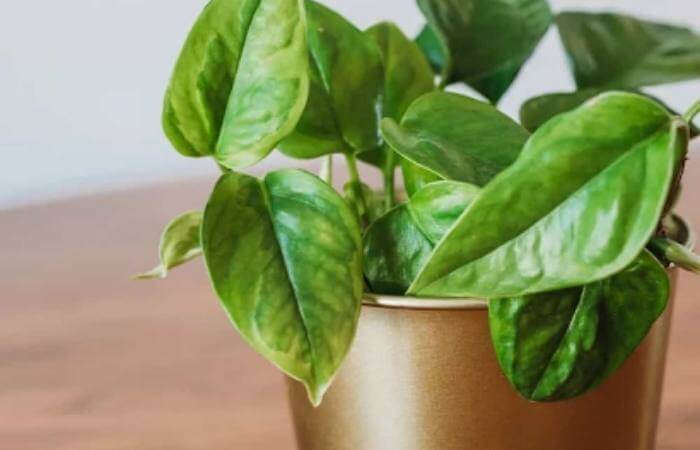Emerald Pothos features numerous heart-shaped leaves