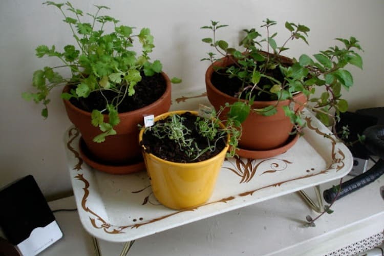 Best Grow Lights For Herbs: 4 Picks For Your Choice