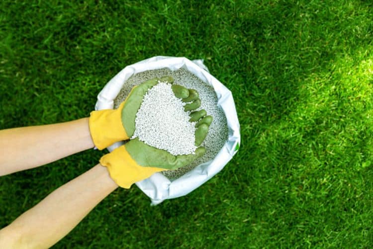 Best Fertilizer For Monstera: Top 8 Picks From Experts