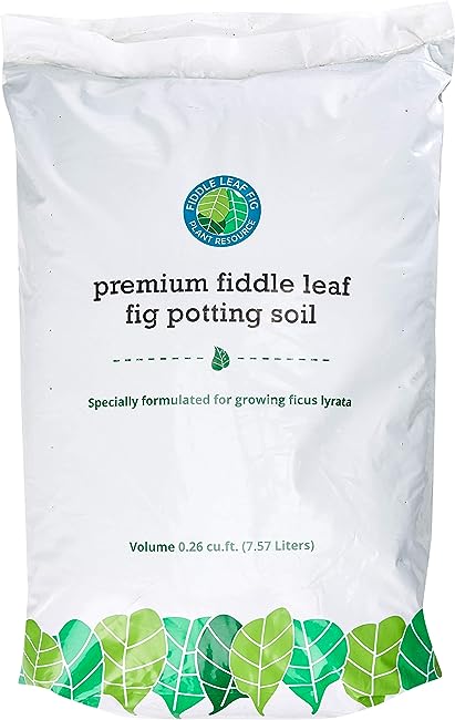 Fiddle Leaf Fig Plant Soil
