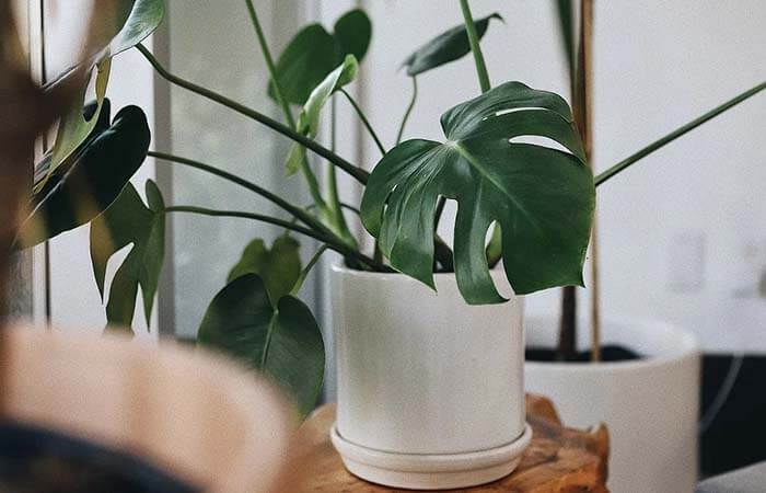 Lower light levels are preferable for Monstera plants