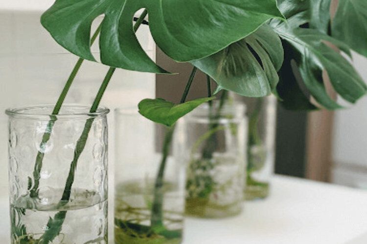 How To Water A Monstera? Mistakes You Should Avoid