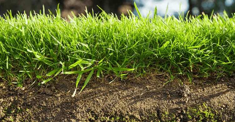 Sow lawns between mid-spring and early autumn