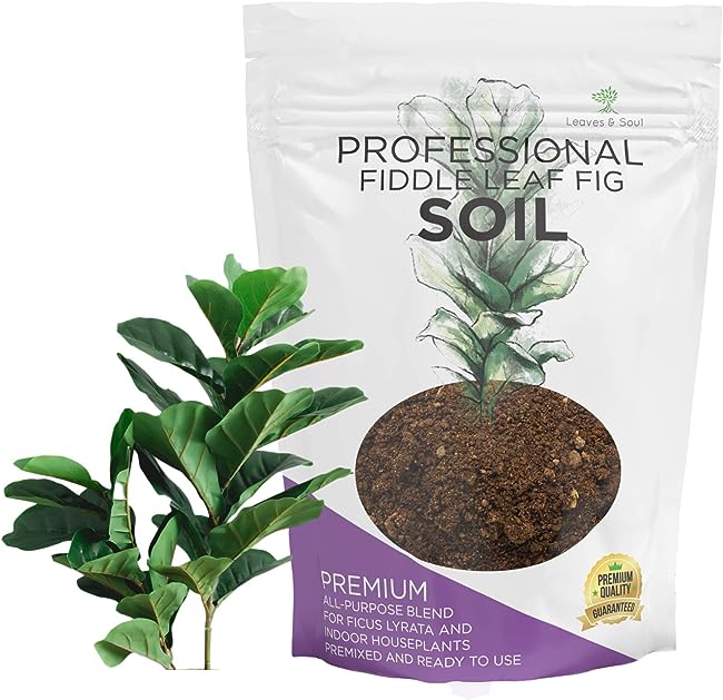 Leaves and Soul Fiddle House Soil