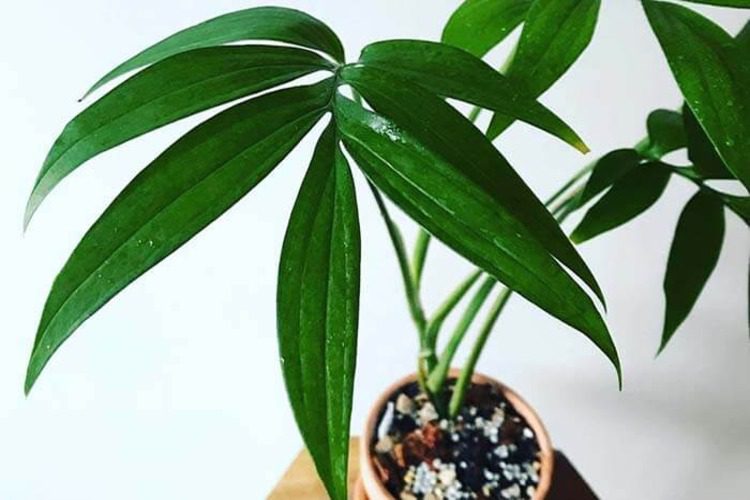 Monstera Subpinnata: Learn About A Hard-To-Find Monstera