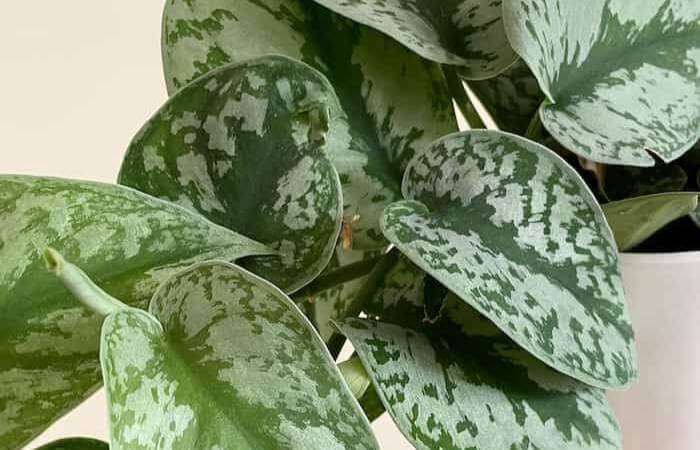 Plant propagation is convenient for growing new plants