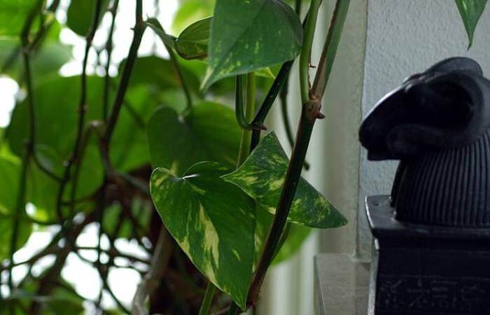 Scale infestations cause severe damage to pothos