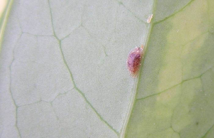 Scale resembles a plant disease in appearance