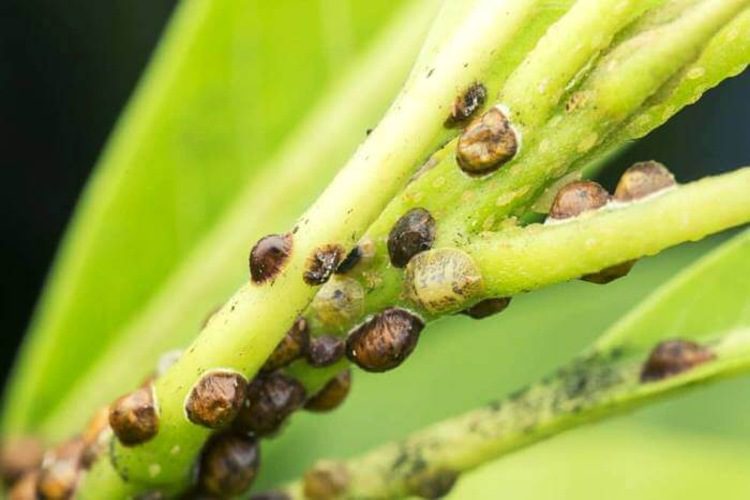 Scale on Monstera: 8 Tips To Get Rid Of This Nuisance