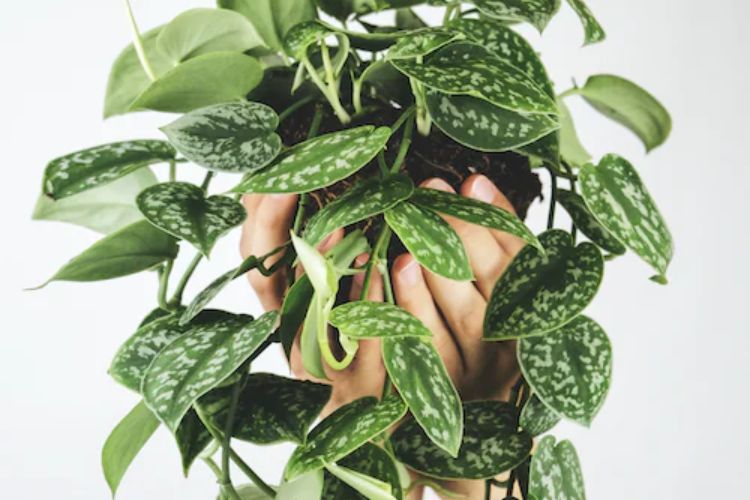 Top 7 Best Soil For Pothos In 2023: Magic Root Health