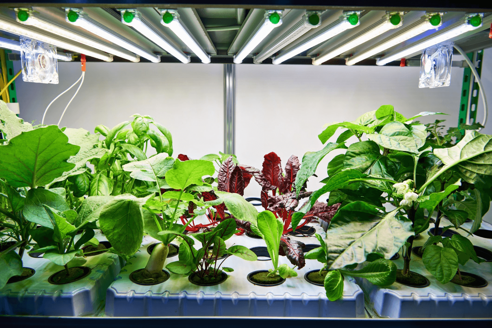 Grow Light Vs Regular Light Which Is Better For Plants? Swipe Garden