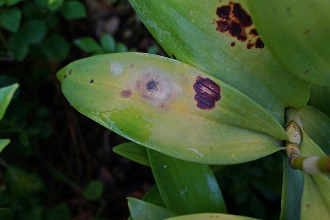 An orchid leaf has diseases signs with yellow patches and black spots