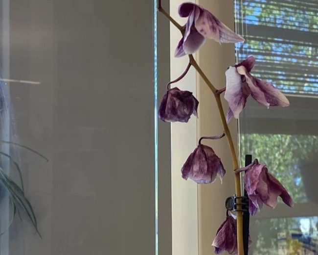 Avoid placing your orchid plant near a heater or air conditioner