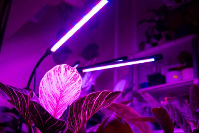 CMH lights promote healthy plants, while LEDs harm them.