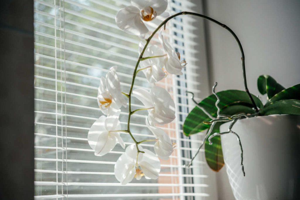 How Much Light Do Orchids Need? Answer From Experts Swipe Garden