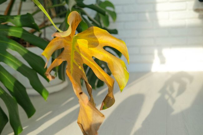 Yellowing leaf because of sunburn