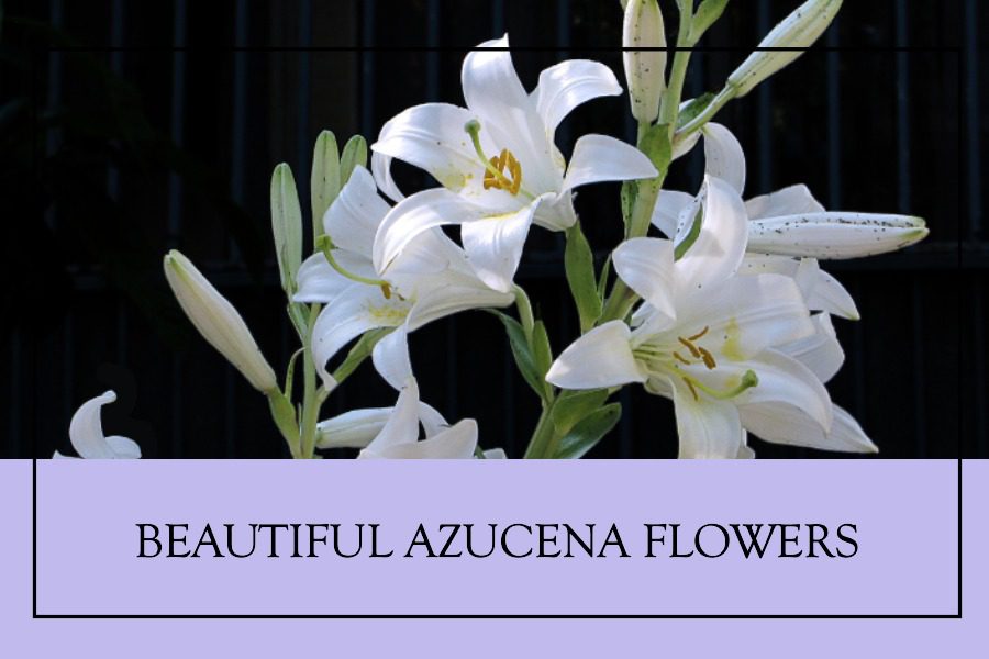 What Are Azucena Flowers? Origins and Facts, Purity And Grace Swipe
