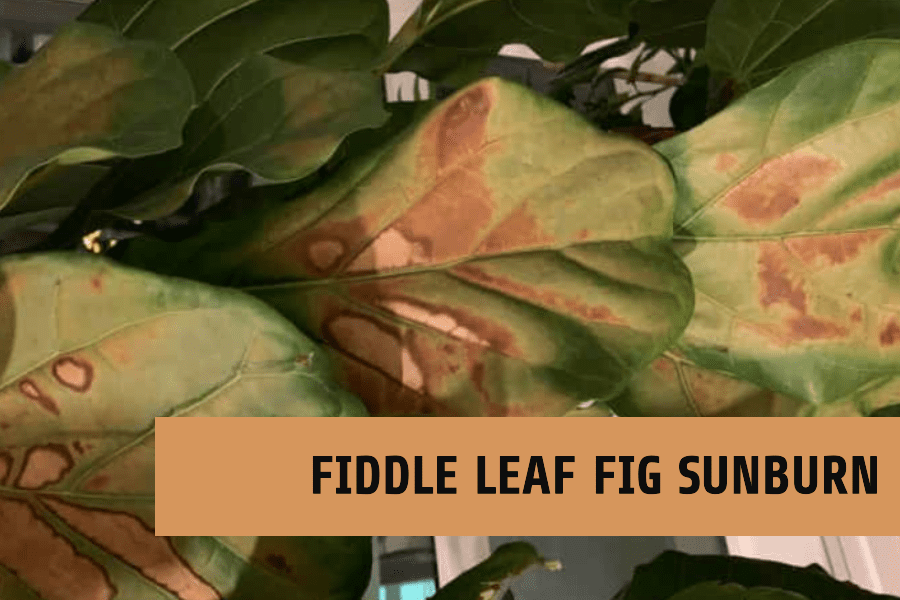 Protect Your Fiddle Leaf Fig