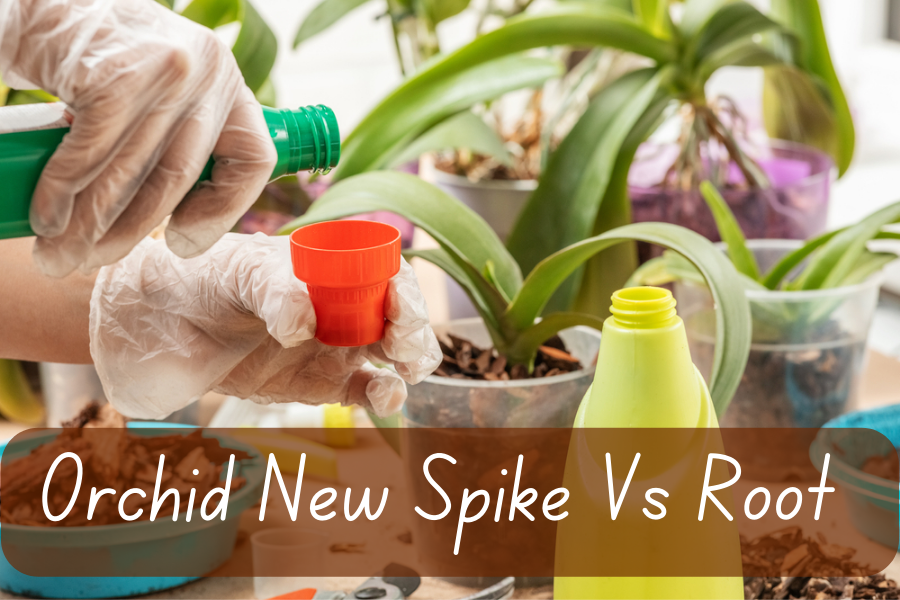 Orchid New Spike Vs Root