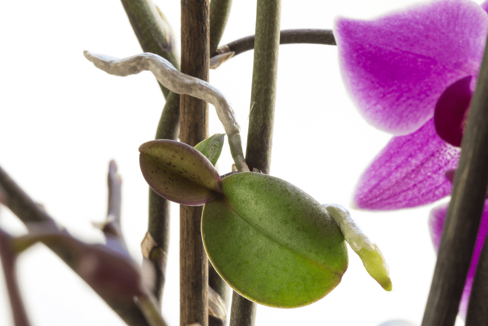 New orchid flower spikes